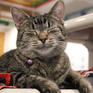 Cheerio, adult, available for adoption