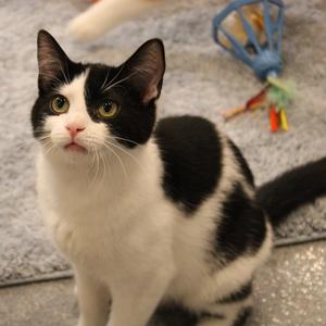 Jojo, adult, available for adoption