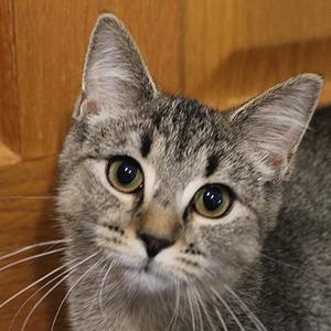 Faisy -Blk Tiger, adult, available for adoption