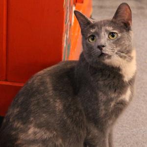 Birch II, adult, available for adoption