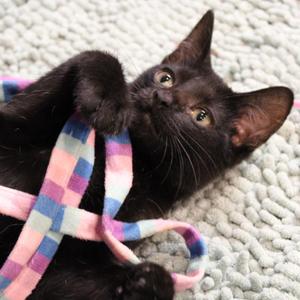 Apple, adult, available for adoption