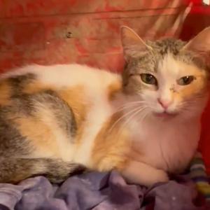 Dusty Rose, senior, available for adoption