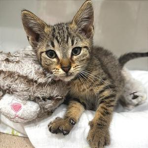 Gary, kitten, available for adoption