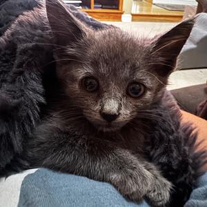 Callahan, kitten, available for adoption