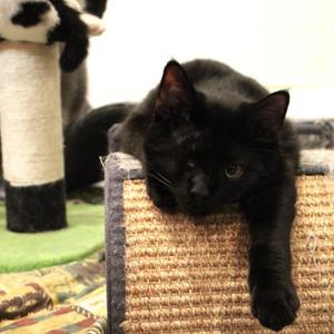 Casper (Formerly Meowedith), adult, available for adoption