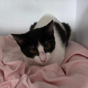 Chandler, adult, available for adoption