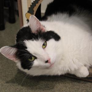 Junior, senior, available for adoption