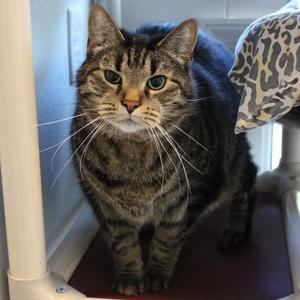Jefferson, senior, available for adoption