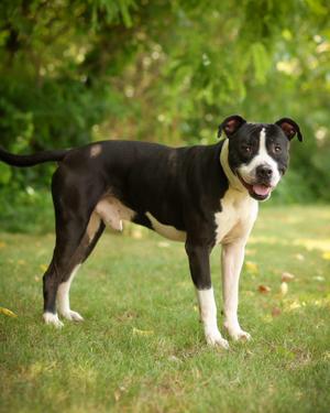 MICK WAGGER (0723), Pit Bull Terrier, young, available for adoption