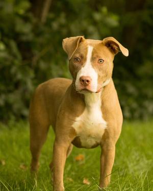SUNCHIP (0737), Pit Bull Terrier, young, available for adoption