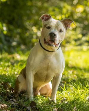 KING ARTHUR (0188), American Bulldog, adult, available for adoption