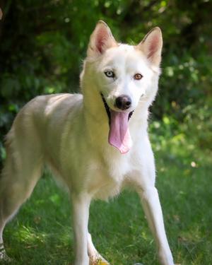 BANANA BOAT (0678), Husky, young, available for adoption