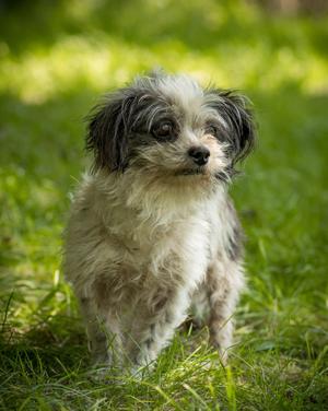 FOGGY (0027), Shih Tzu, adult, available for adoption