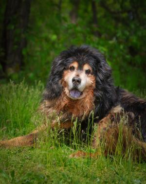 Baikal, Chow Chow, senior, available for adoption