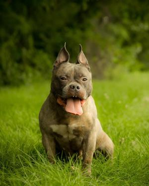 FRITO (0777), American Bully, adult, available for adoption