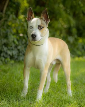 ARIES (0086), Husky / Pit Bull Terrier, young, available for adoption