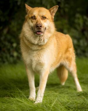 JASPER (0157), Husky, adult, available for adoption