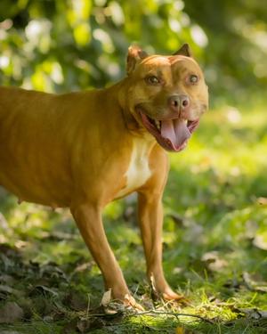 GUINEVERE (0205), Pit Bull Terrier, adult, available for adoption
