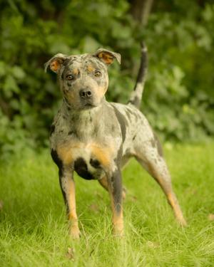 BOOM CHICKA POP (0778), Catahoula Leopard Dog, young, available for adoption