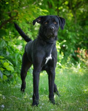 Bach, Black Labrador Retriever, young, available for adoption