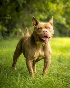 HAMM (0109), American Bully, adult, available for adoption