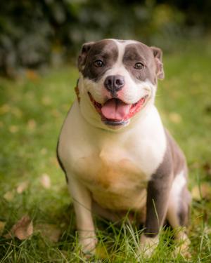 ACADIA (0158), Staffordshire Bull Terrier, young, available for adoption