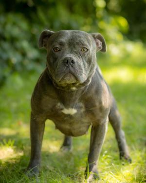 CLOUD (0065), American Bully, senior, available for adoption