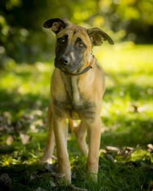FAE (0190), Belgian Shepherd / Malinois, puppy, available for adoption
