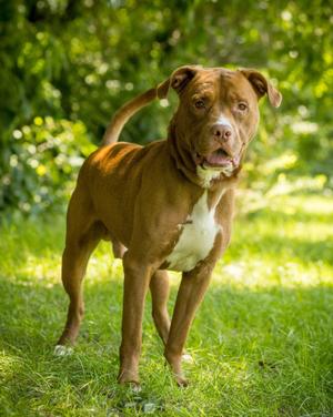 SANDSTORM (0020), Mixed Breed, young, available for adoption
