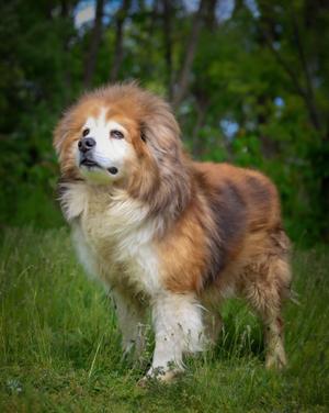 Como, Chow Chow, senior, available for adoption