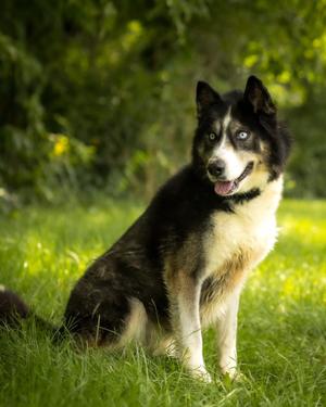 FROZONE (0102), Husky, young, available for adoption