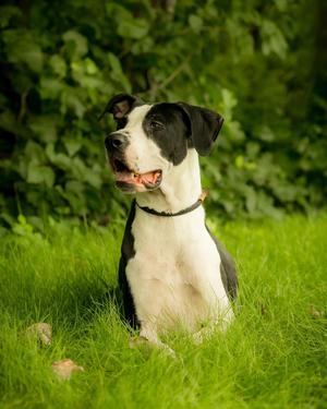 ORVILLE REDENBACHER (0001), Great Dane, adult, available for adoption