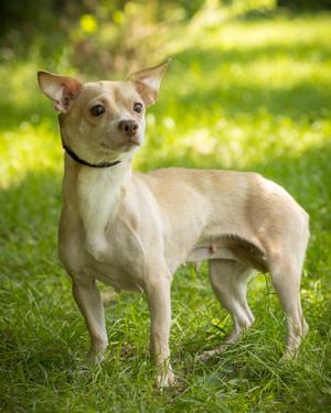 MISTY (0059), Chihuahua, adult, available for adoption