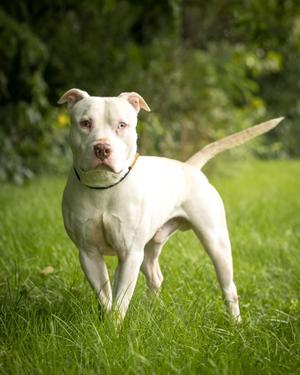 LIGHTNING MCQUEEN (0124), American Bully, young, available for adoption