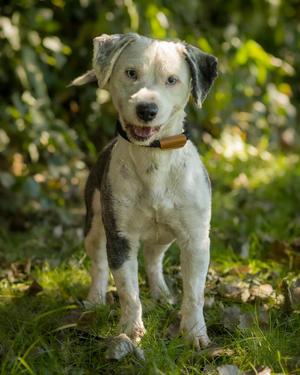 CASPIAN (0189), Mixed Breed, adult, available for adoption