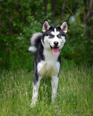 DANUBE (0571), Husky, young, available for adoption