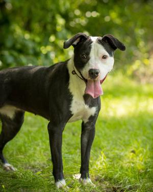 HAZE (0026), Pit Bull Terrier, young, available for adoption