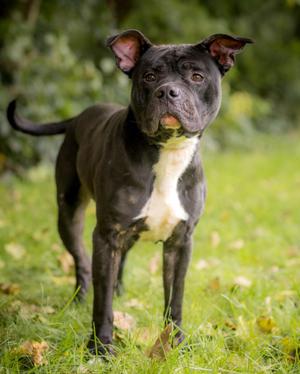 KENAI (0169), American Bully, adult, available for adoption