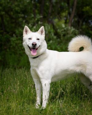 GENEVA (0572), Husky, young, available for adoption