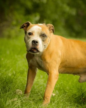 CRACKERJACK (0741), American Bulldog, adult, available for adoption