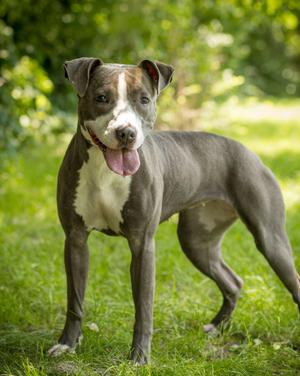 STORMY (0062), Pit Bull Terrier, adult, available for adoption