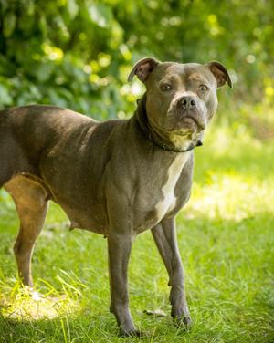 RAIN (0066), American Bully, young, available for adoption