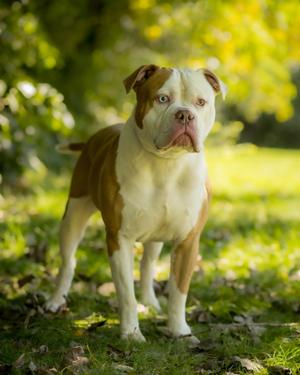 CASTLE (0149), American Bully, adult, available for adoption