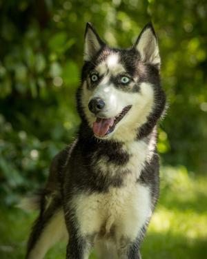 RAINBOW (0063), Husky, young, available for adoption