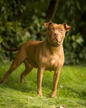GARNET (0131), Pit Bull Terrier, adult, available for adoption