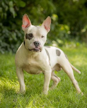 BIG DIPPER (0083), American Bully, adult, available for adoption