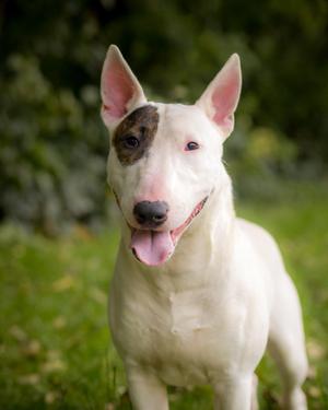 BRYCE (0177), Bull Terrier, young, available for adoption