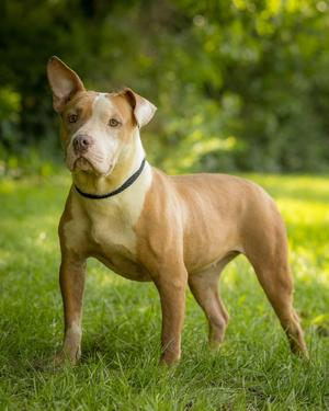 ANDROMEDA (0082), American Bully, adult, available for adoption