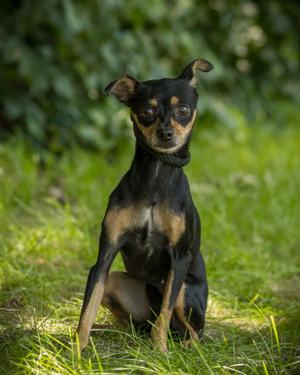 SPRINKLE (0016), Miniature Pinscher, adult, available for adoption