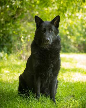 DERECHO (0018), German Shepherd Dog, adult, available for adoption